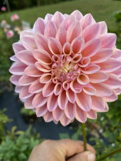 Dahlia Tuber Bundle #3– Soft Romance Collection