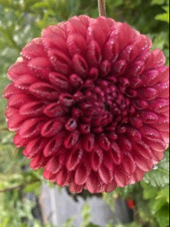 Copper Boy Dahlia Tuber – Miniature Ball, Dark Blend, 4" Blooms