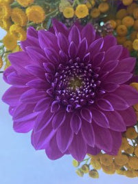 Purple flower surrounded by yellow flowers on a blue background