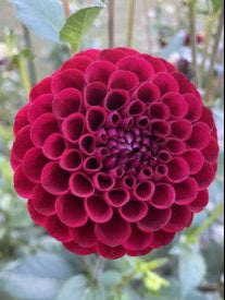 Close-up of a red dahlia flower with green leaves in the background