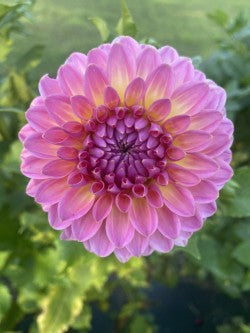 Pink Suffusion Dahlia Tuber Small Formal Decorative Light Blend 4–5" Blooms