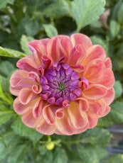 Pink flower with a green plant background
