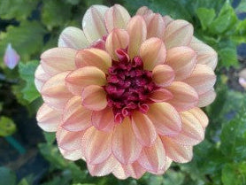 Crème de Cognac Dahlia Tuber – Informal Decorative, Dark Blend, 5–6" Blooms