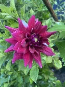 Jowey Morris Dahlia Tuber – Small Informal Decorative Bi Color Red and White 4–5" Blooms