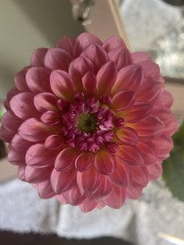 Close-up of a pink flower with a blurred background