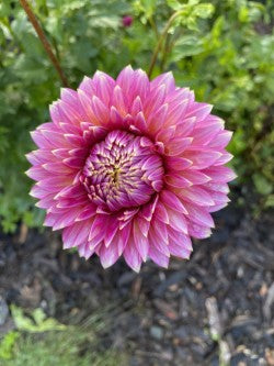 Dahlia Tuber Bundle #1– Curated Pink, Purple & Blush Collection