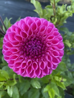 Dahlia Tuber Bundle #1– Curated Pink, Purple & Blush Collection