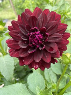 Dahlia Tuber Bundle #2– Designer Blend Collection
