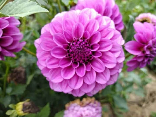 Versa's Child Dahlia Tuber Miniature Formal Decorative Lavender 3–4" Blooms