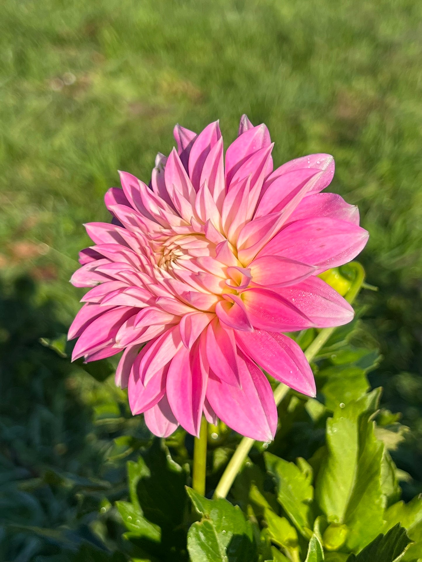 Alloway Candy Dahlia Tuber – Stellar Pink 5–6" Blooms
