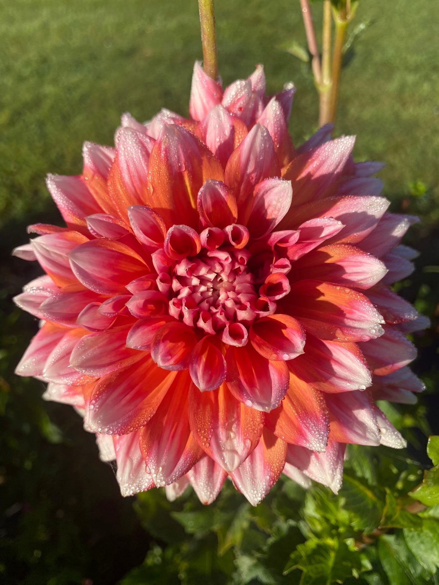 Alpen Parfait Dahlia Tuber - Creamy Blush & Pink Formal Decorative 5-6" Blooms