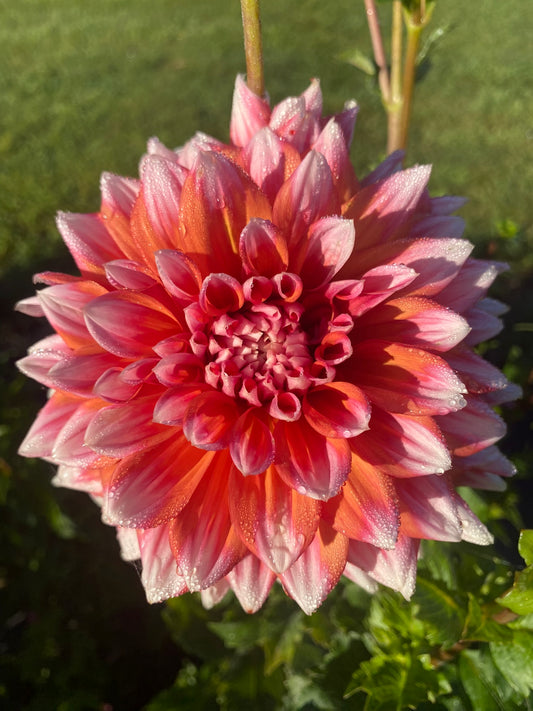 Alpen Parfait Dahlia Tuber - Creamy Blush & Pink Formal Decorative 5-6" Blooms