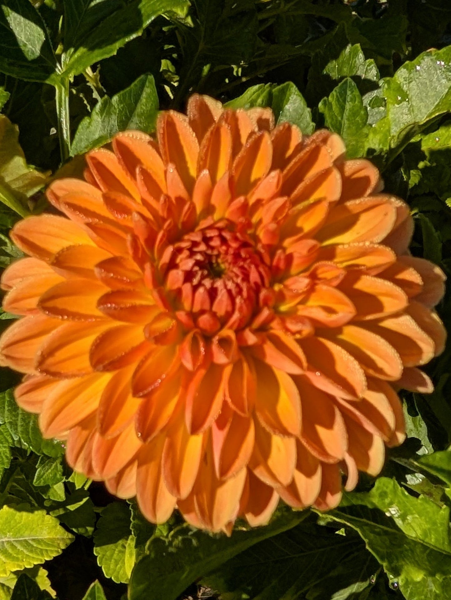 Orange flower with green leaves in the background