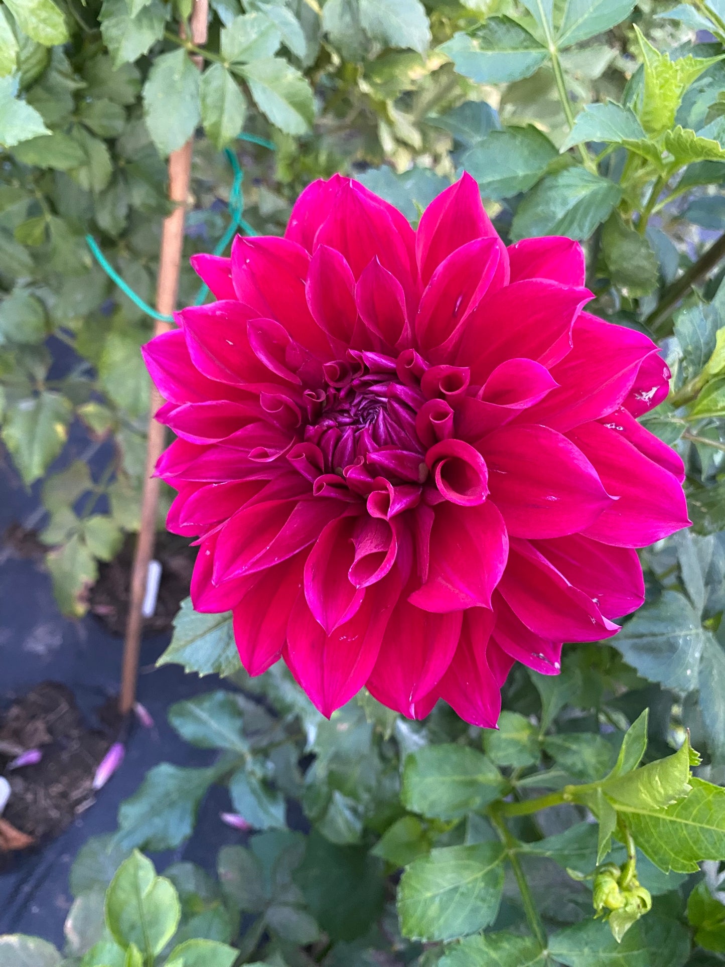 Amulet Dahlia Tuber – Purple Decorative, 6-8" Blooms