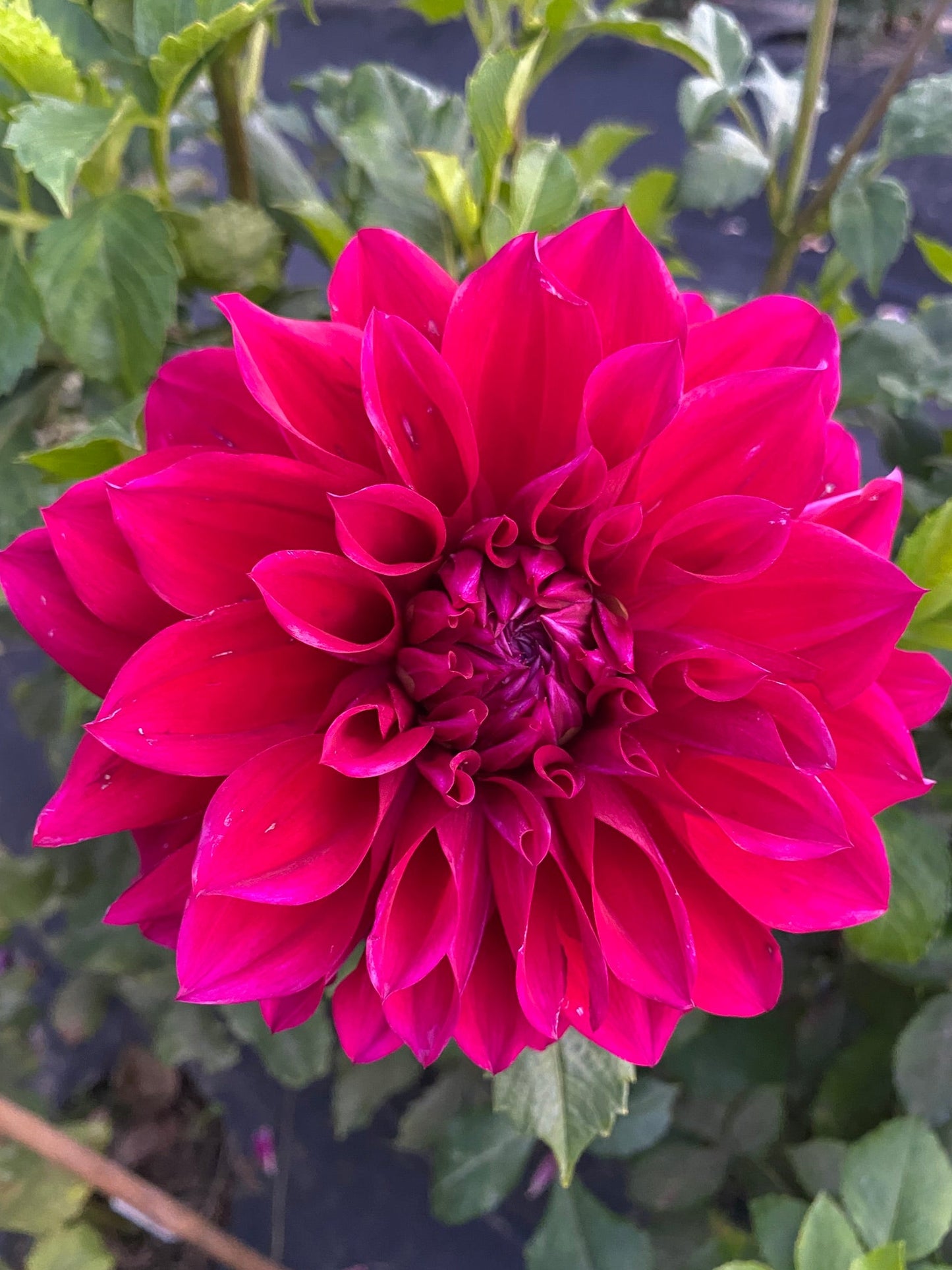 Close-up of a vibrant pink flower with green leaves in the background