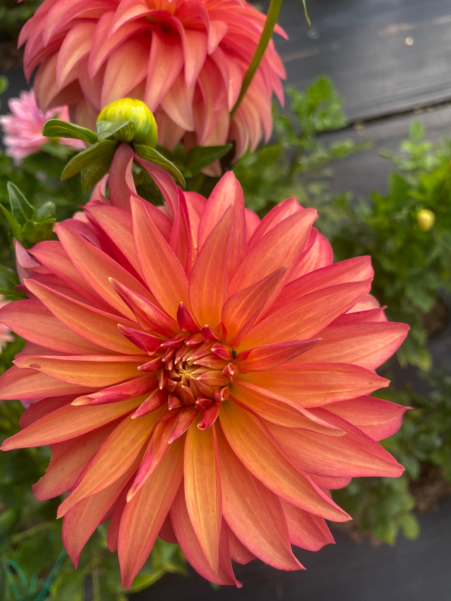 Bloomquist Pumpkin Dahlia Tuber – Orange Stellar, 5" Blooms