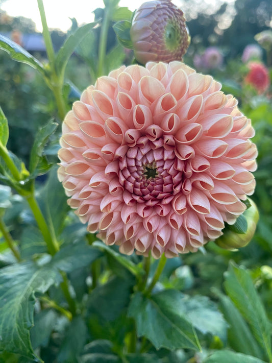 Beehive Dahlia Tuber – Miniature Ball, Bronze, 3" Blooms,