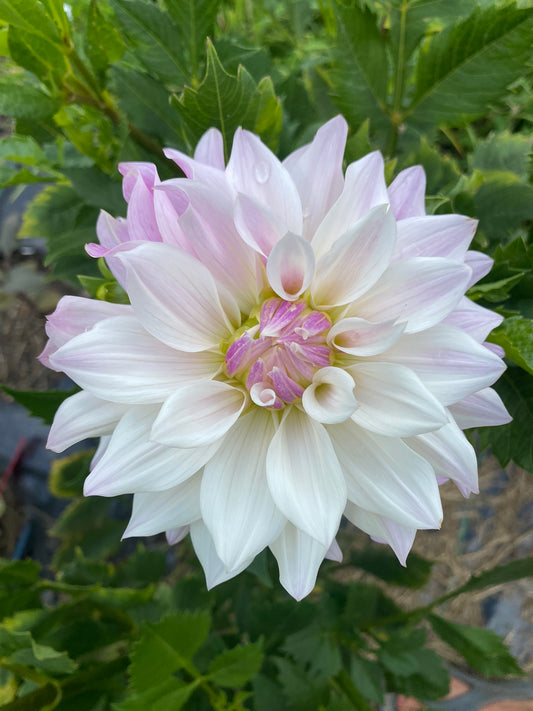 Bloomquist Compare Dahlia Tuber – Lavender Formal Decorative, 6" Blooms, 4 ft