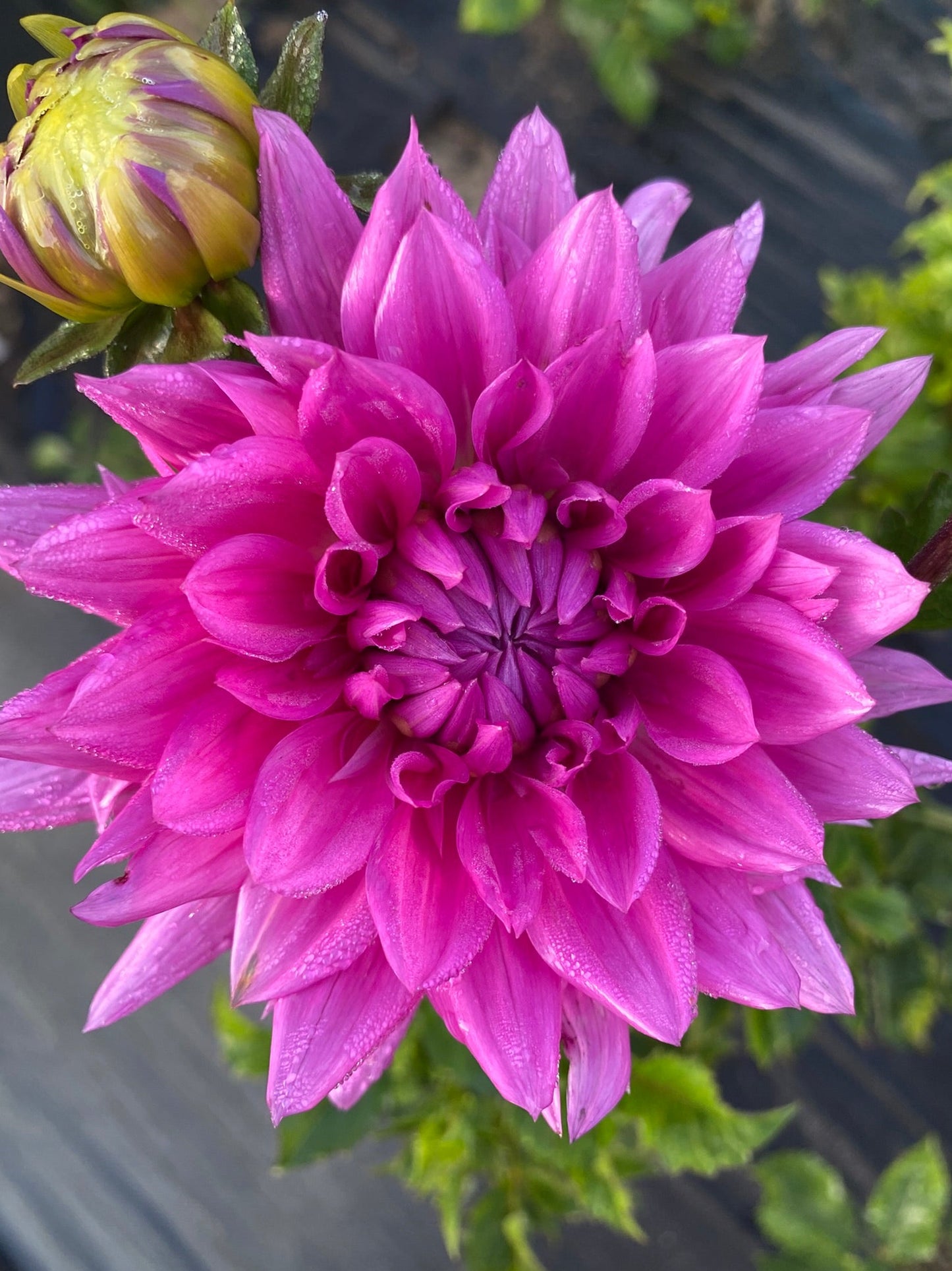Close-up of a vibrant pink flower with a blurred green background