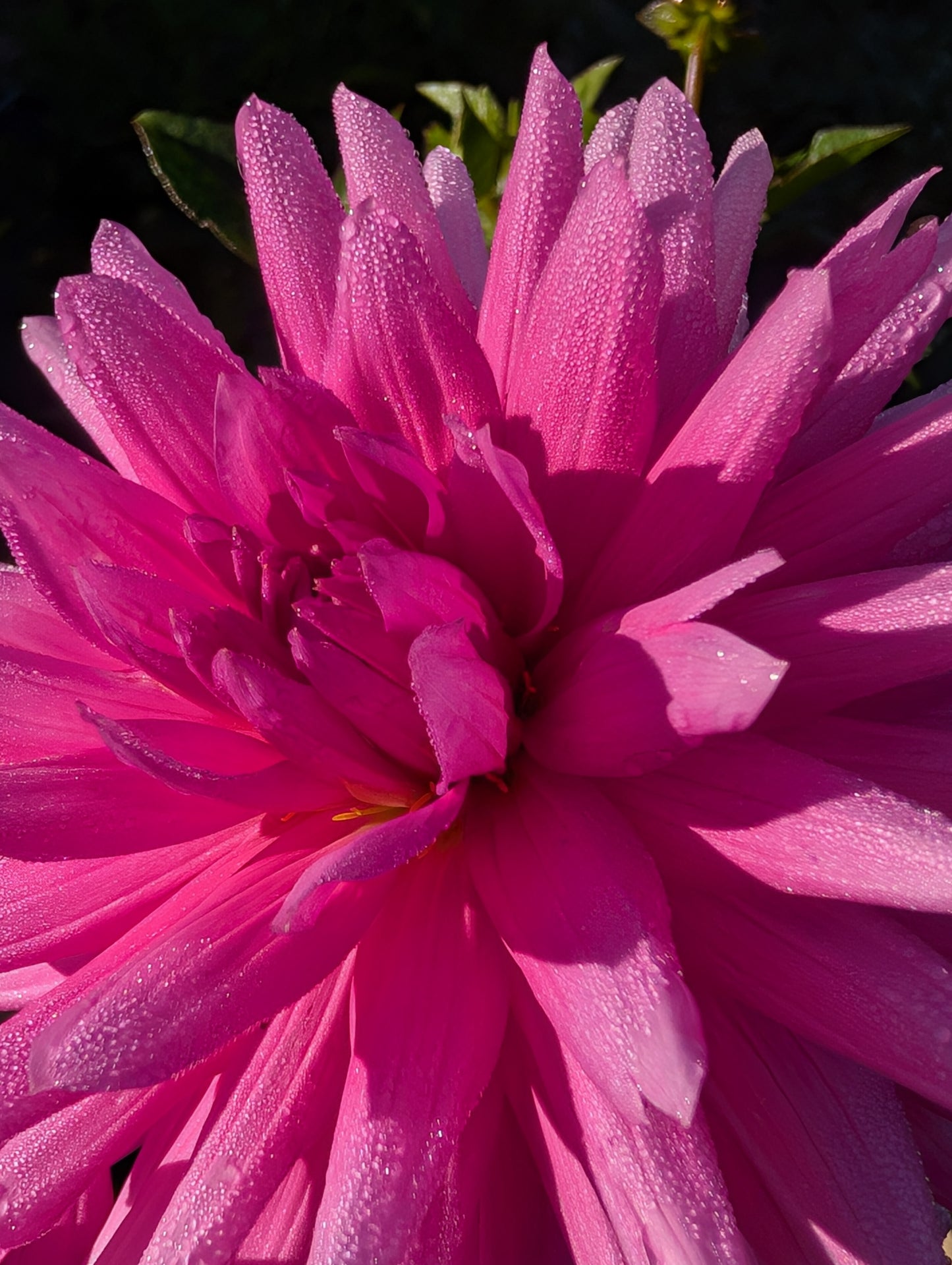 Dahlia Tuber Bundle #1– Curated Pink, Purple & Blush Collection