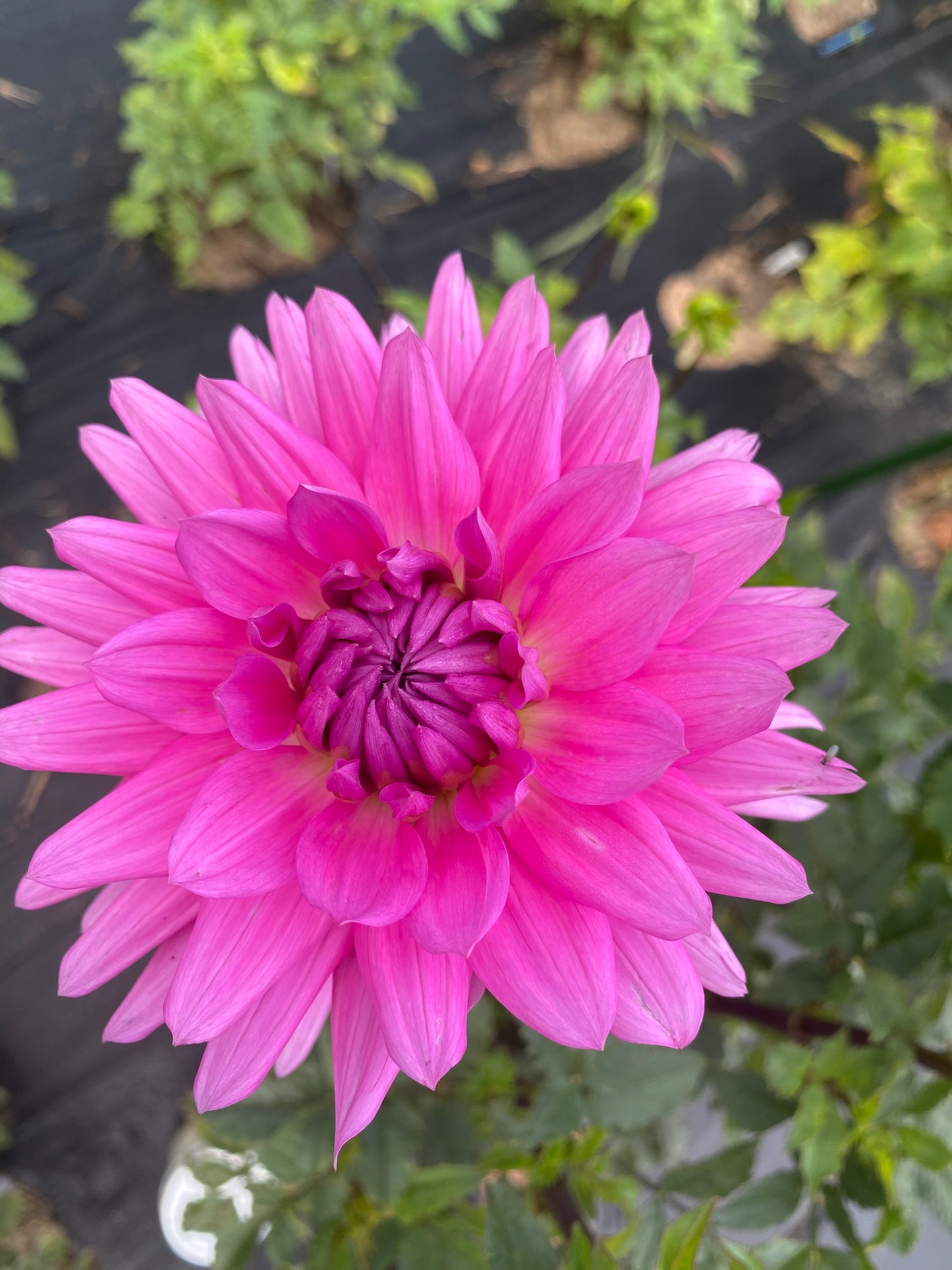 Bloomquist Laura Dahlia Tuber – Purple Informal Decorative, 5" Blooms
