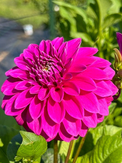 Pink flower with green leaves in a garden setting