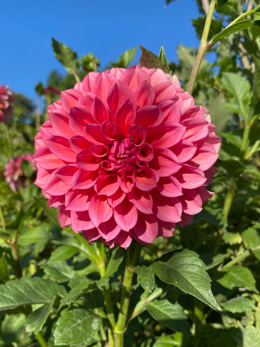 Bowser Tash Dahlia Tuber Miniature Formal Decorative Red 4-5" Blooms