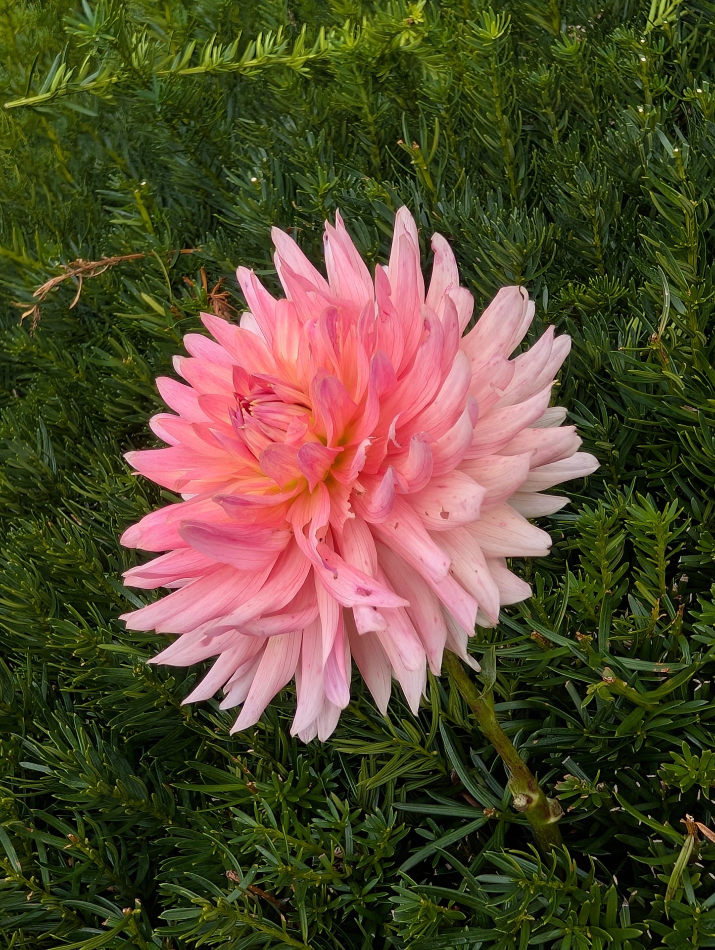 Bristol Karma Dahlia Tuber – Pink Semi-Cactus, 6" Blooms, 4.5 ft