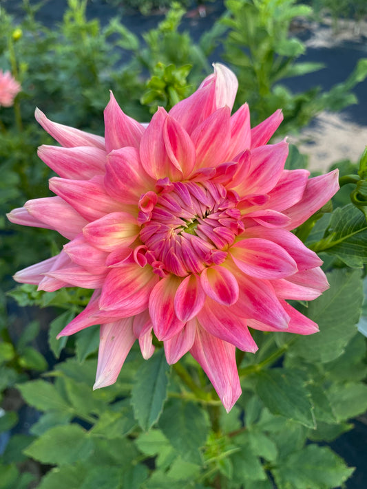 Bristol Karma Dahlia Tuber – Pink Semi-Cactus, 6" Blooms, 4.5 ft