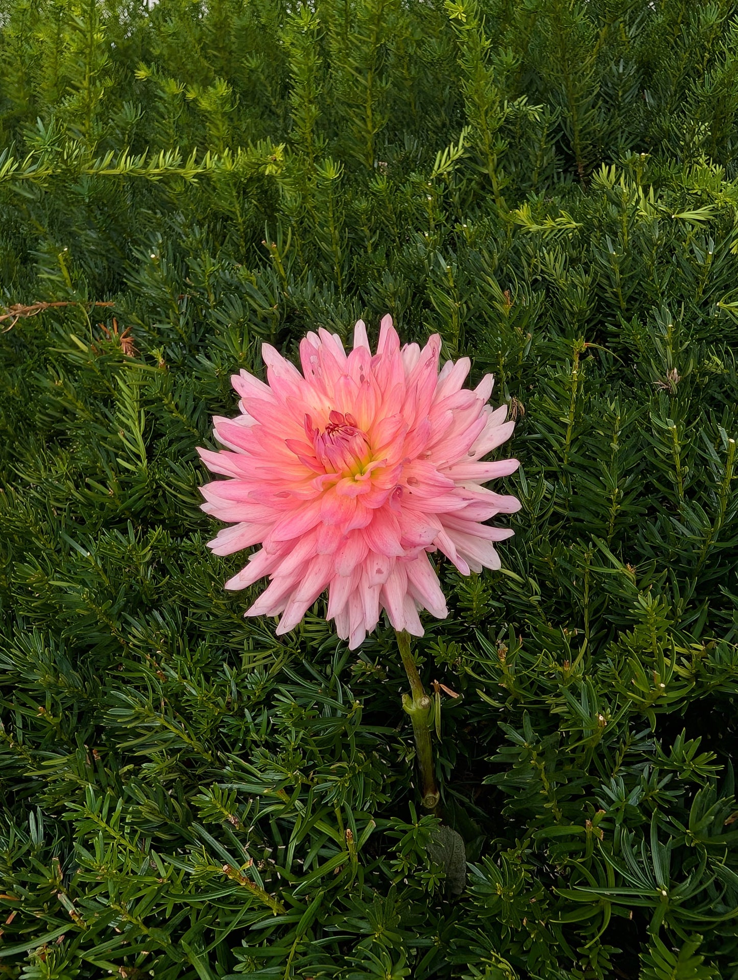 Bristol Karma Dahlia Tuber – Pink Semi-Cactus, 6" Blooms, 4.5 ft