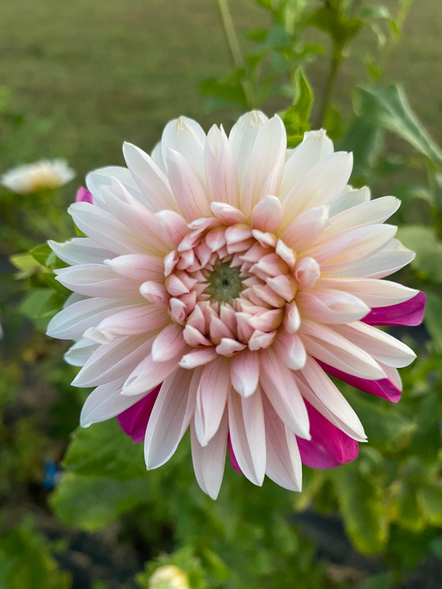 Budapest Blush Dahlia Tuber Stellar – 2-3" Blooms