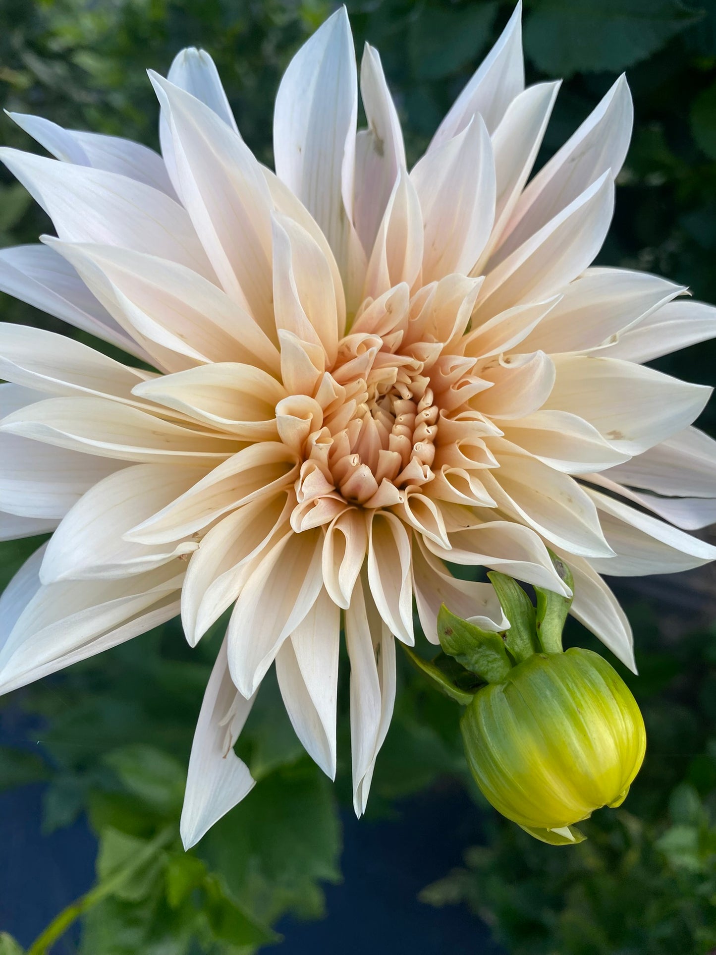 Café au Lait Dahlia Tuber – Cream/Blush Decorative, 8–10" Blooms