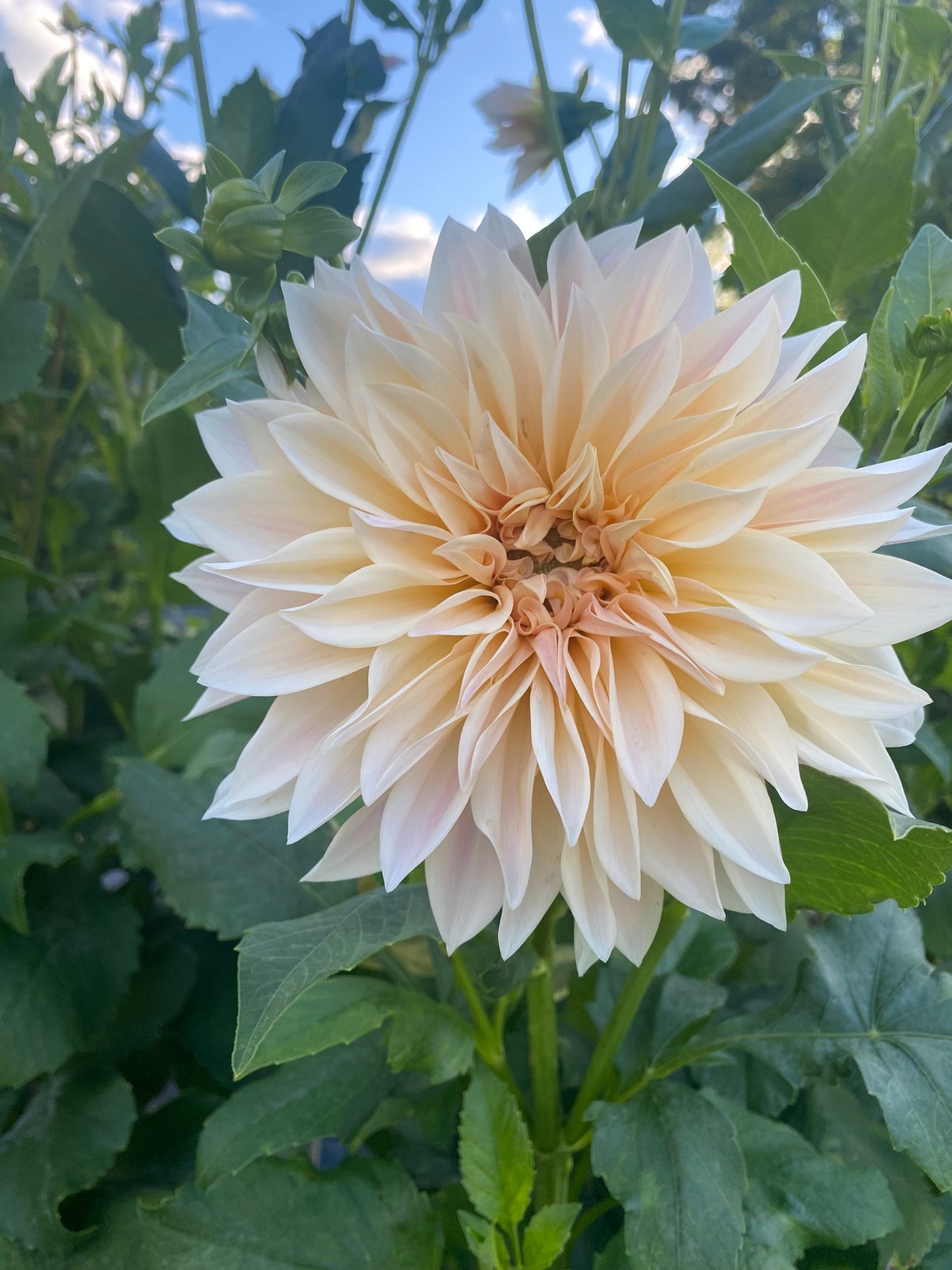 Café au Lait Dahlia Tuber – Cream/Blush Decorative, 8–10" Blooms
