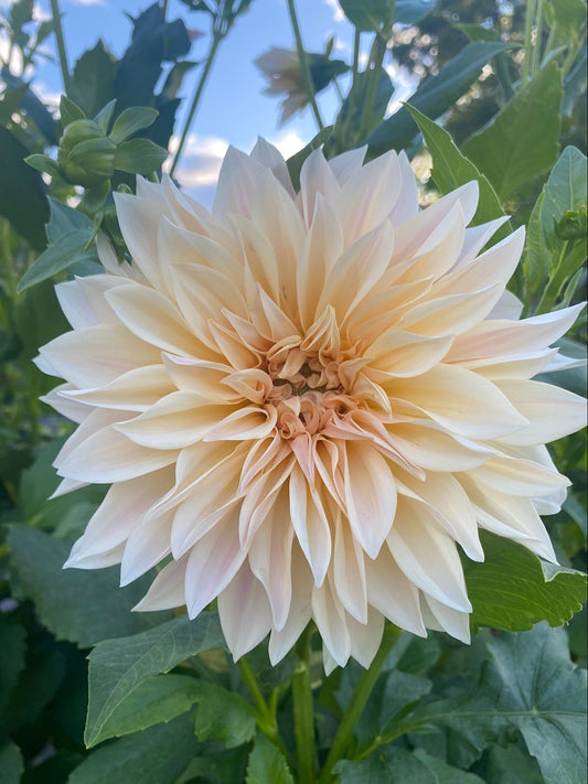 Large beige flower with green leaves on a sunny day