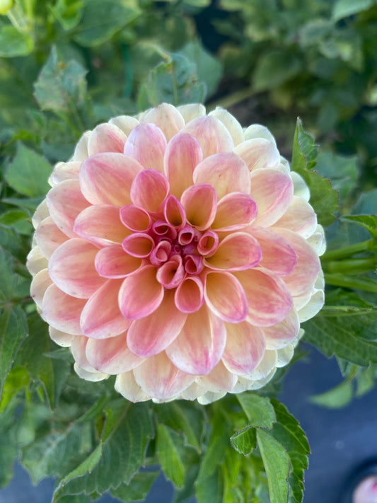 GW's Calhoun Moon Dahlia Tuber – Bronze,  Formal Decorative, 4" Blooms