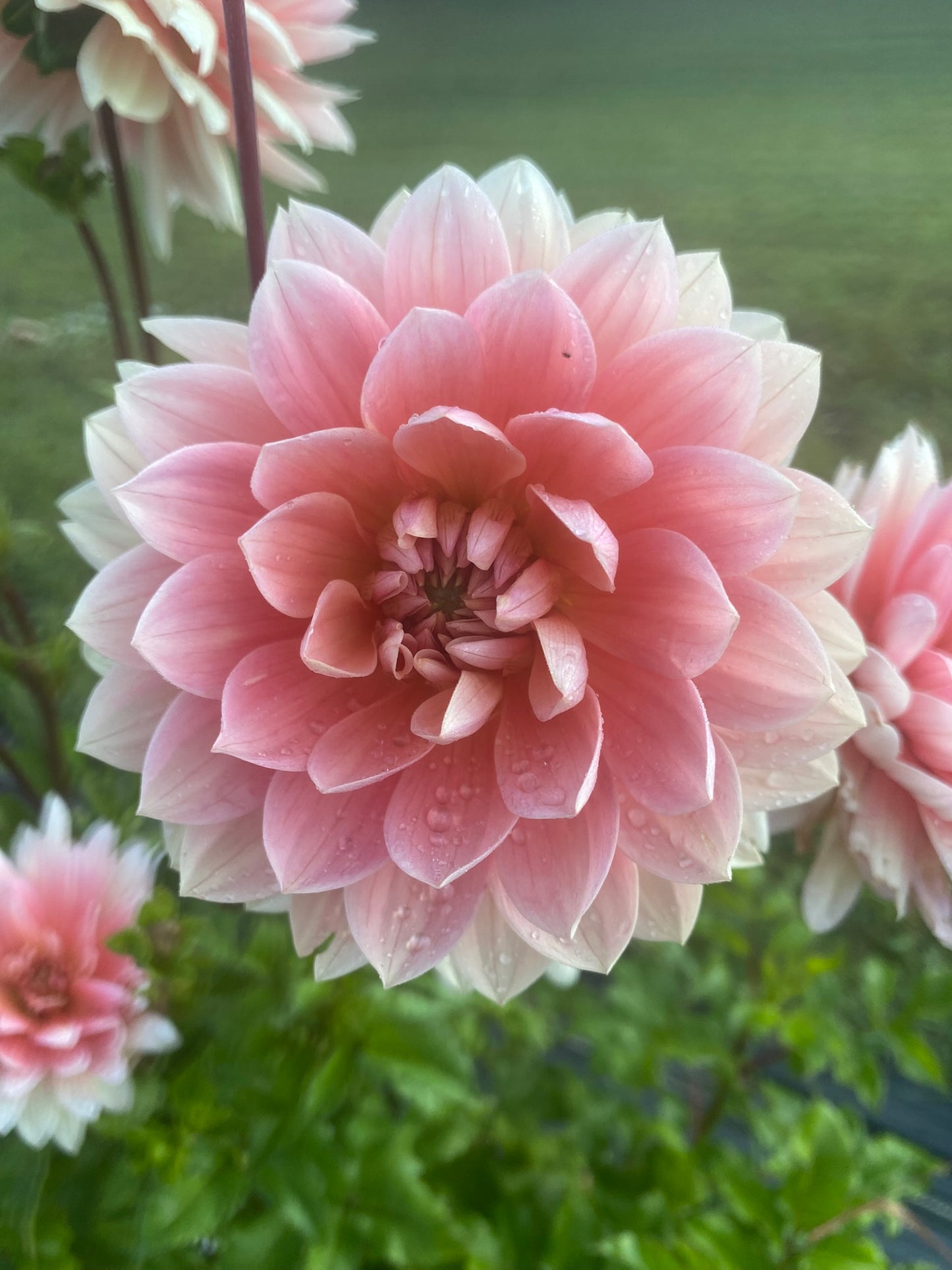 Carolina Wagemans Dahlia Tuber – Water Lily 6–8" Blooms