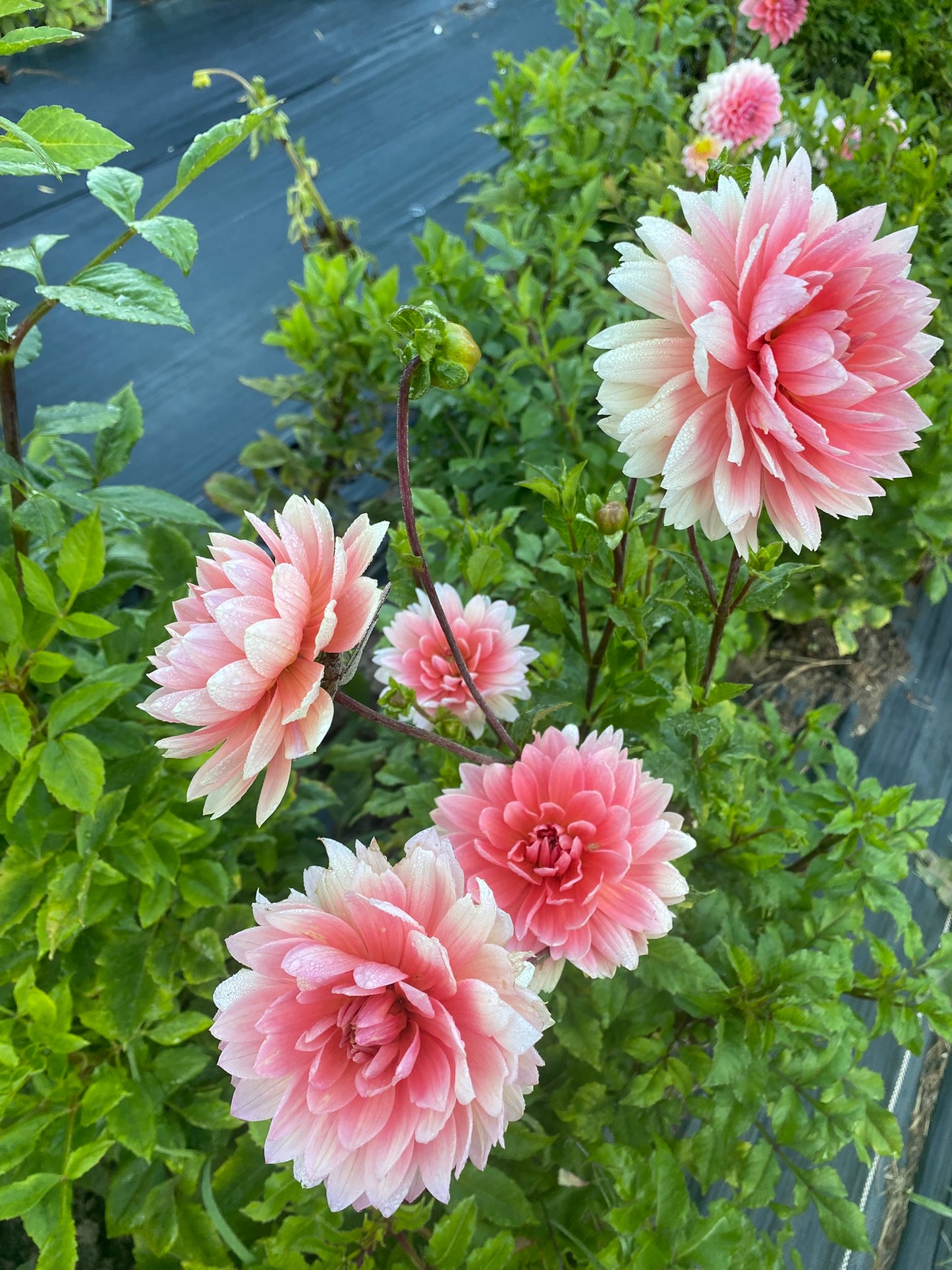 Carolina Wagemans Dahlia Tuber – Water Lily 6–8" Blooms