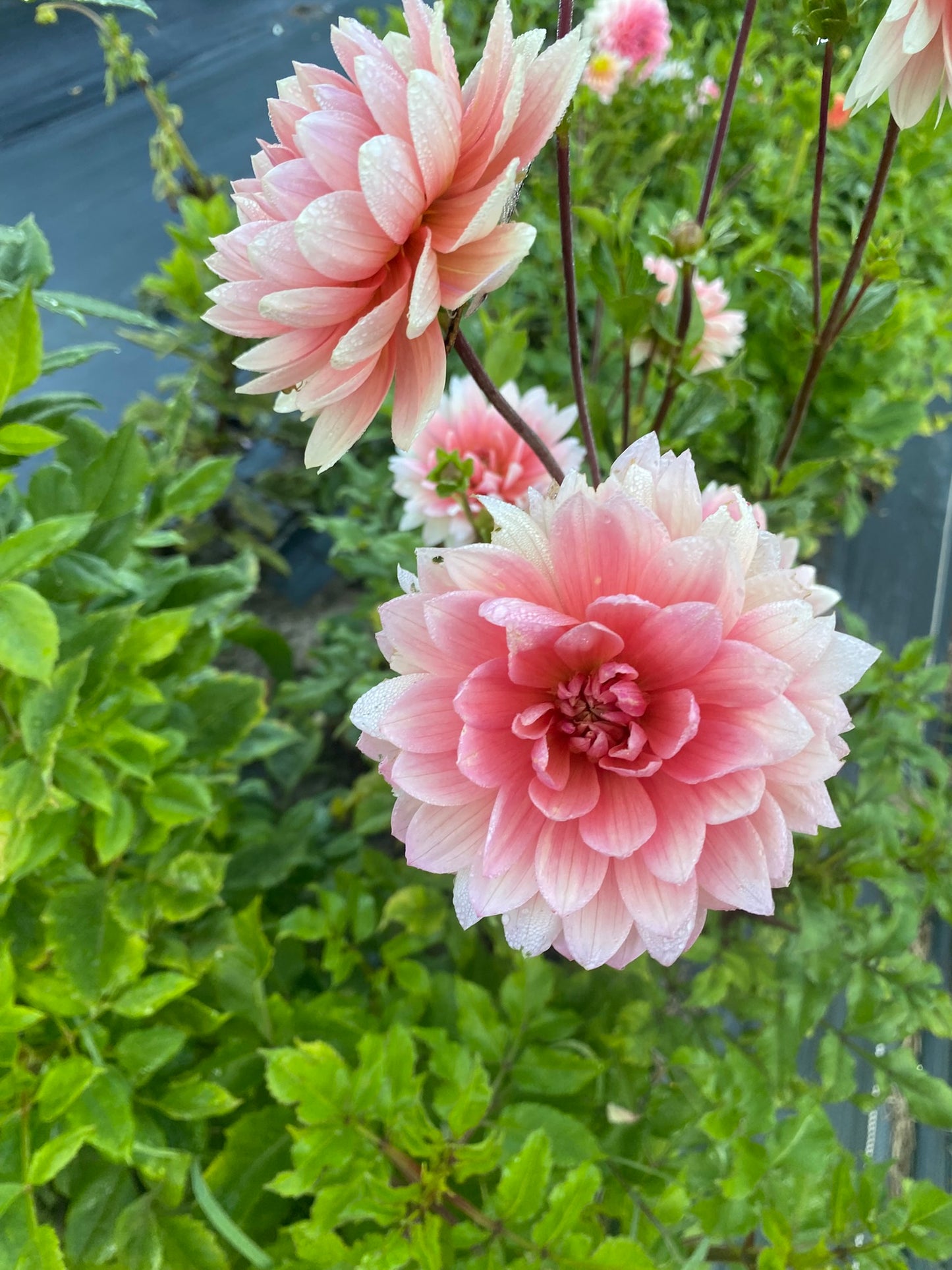 Carolina Wagemans Dahlia Tuber – Water Lily 6–8" Blooms