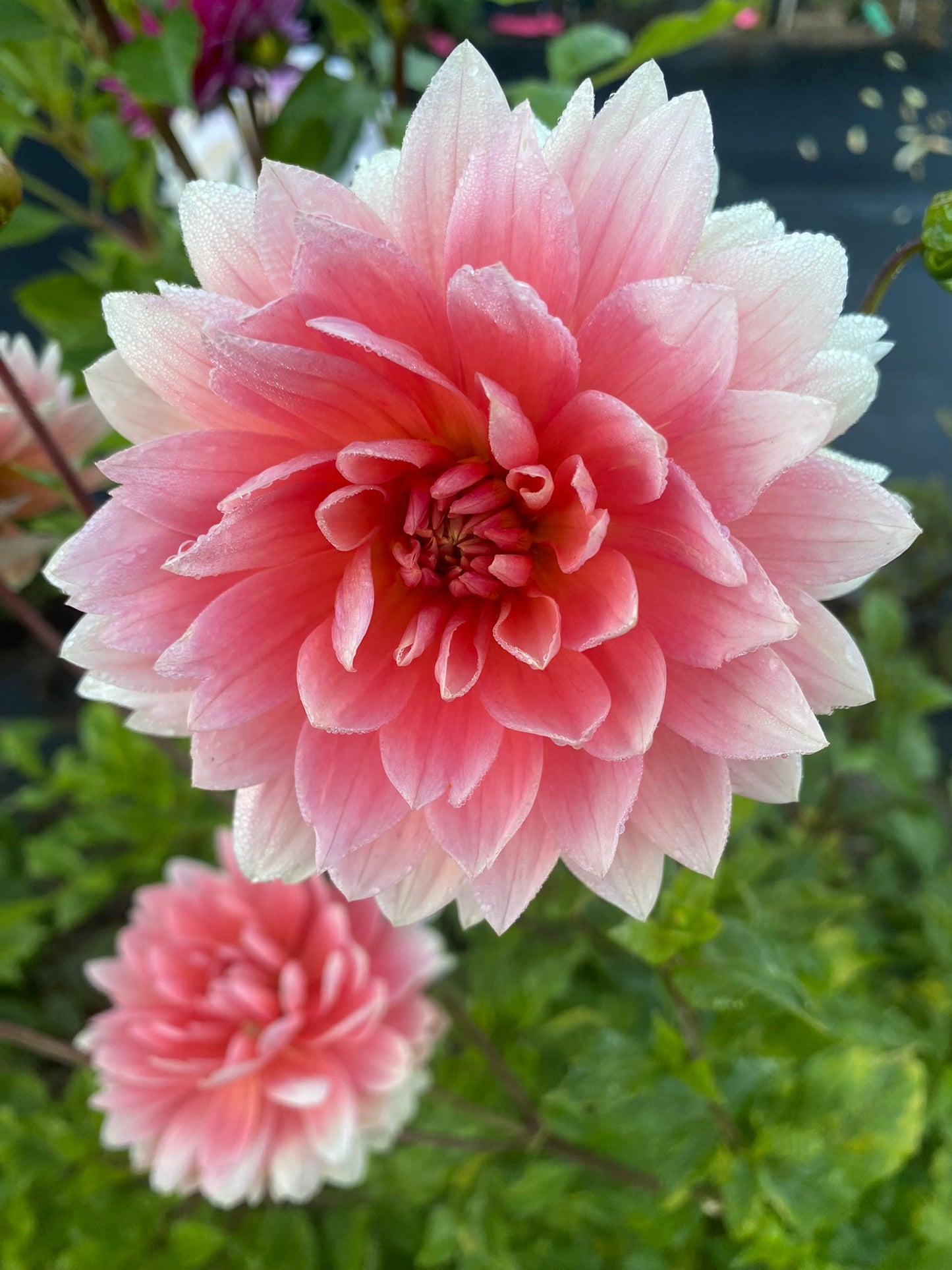 Carolina Wagemans Dahlia Tuber – Water Lily 6–8" Blooms