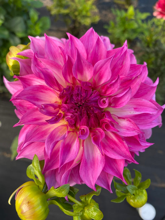 Colorado Classic Dahlia Tuber – Light Blend Informal Decorative, 6–7" Blooms