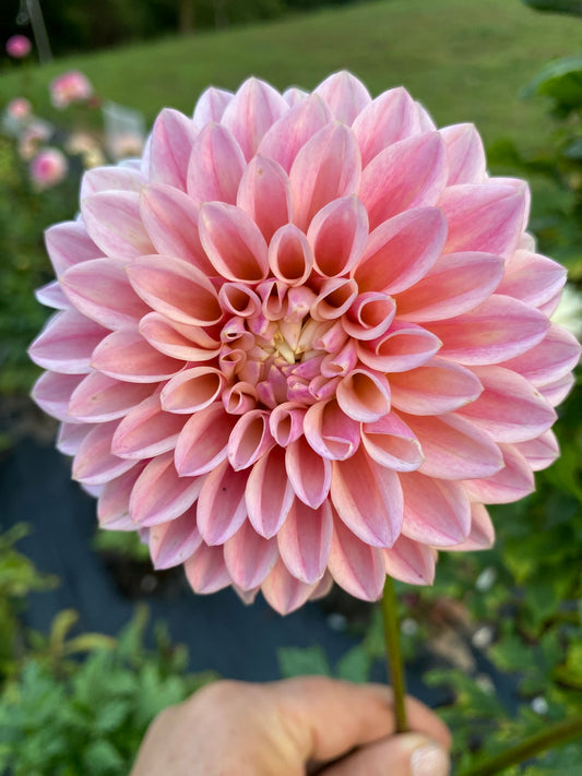 Coralie Dahlia Tuber – Coral Pink Formal Decorative 4–6" Blooms
