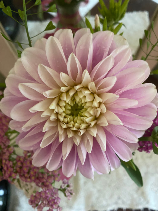 Coseytown Kay Dahlia Tuber Small Informal Decorative Light Blend 4–5" Blooms