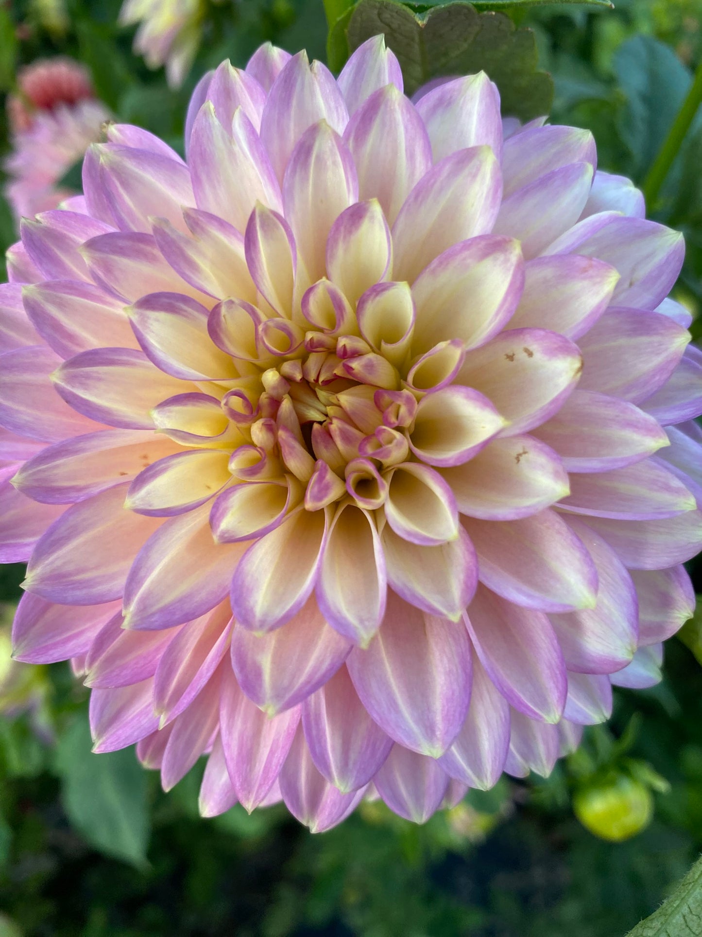 Crazy 4 Teedy Dahlia Tuber – Golden Yellow Formal Decorative, 4–5" Blooms, 3–4 ft