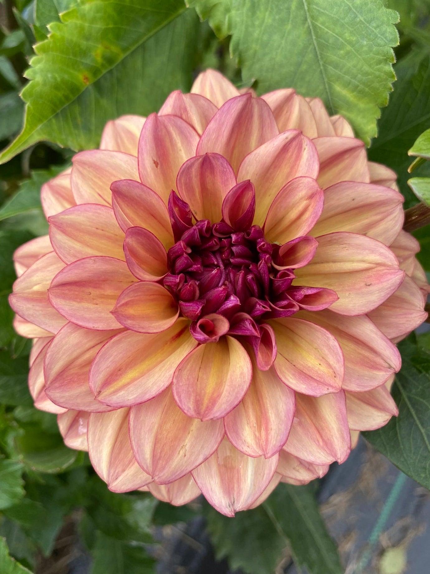 Large pink and purple dahlia flower with green leaves in the background