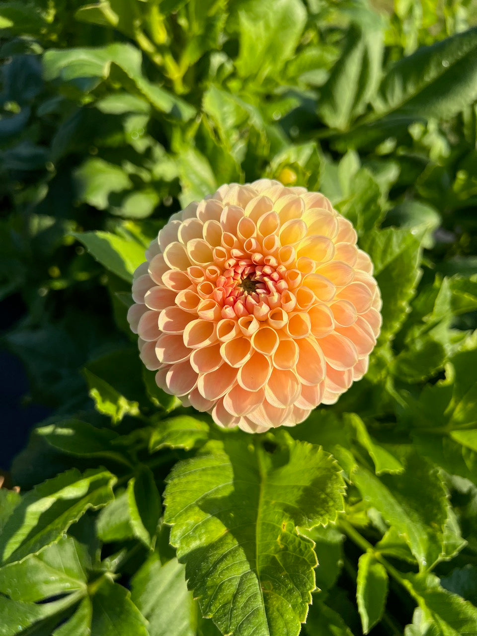 Crichton Honey Dahlia Tuber – Ball, Bronze Blend, 4" Blooms