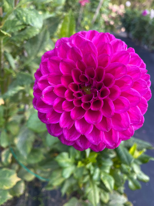Cryfield Harmony Dahlia Tuber – Formal Decorative Purple 3–4" Blooms