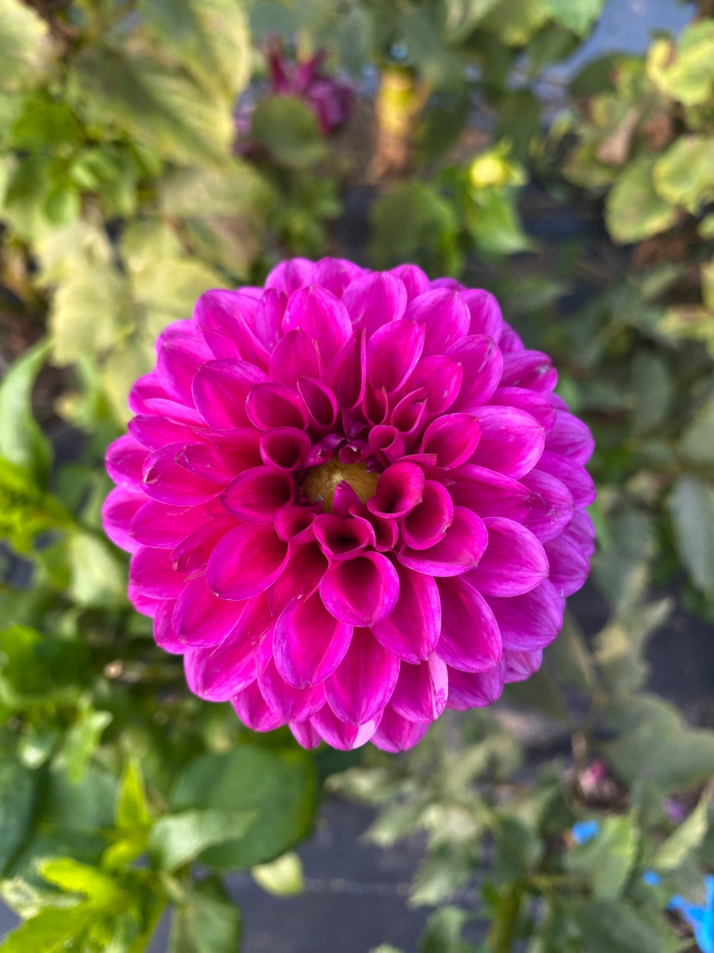 Cryfield Harmony Dahlia Tuber – Formal Decorative Purple 3–4" Blooms