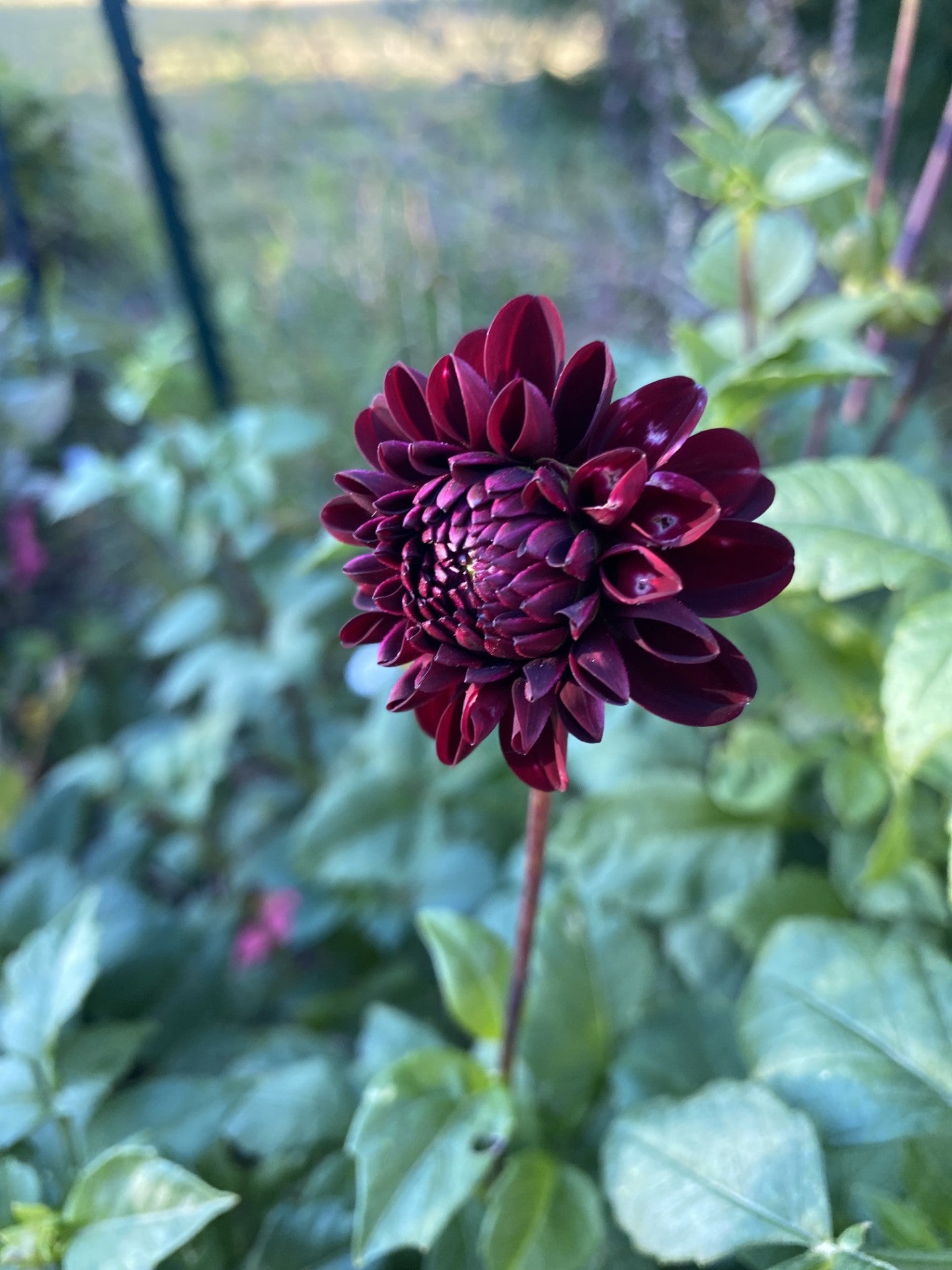 $2 Dinkies Dahlia Tuber – Grower's Choice Value Selection