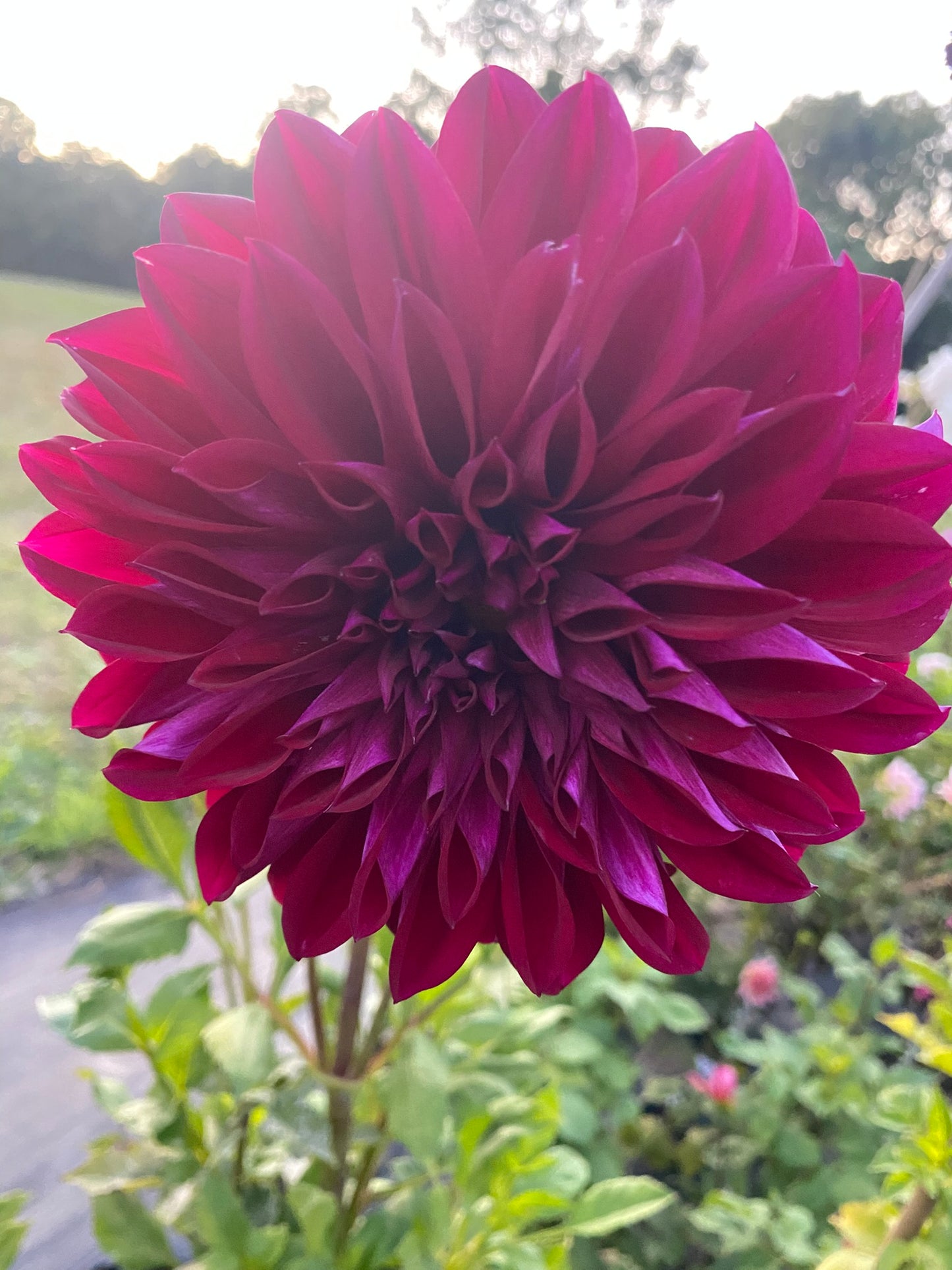 Diva Dahlia Tuber –Formal Decorative, Purple, 6–8" Blooms