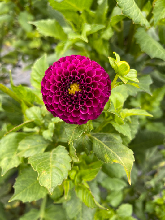 Downham Peggy Dahlia Tuber – Miniature Ball, Purple, 2" Blooms